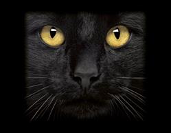 Chat Noir Impressions S.a.r.l., Saint-Jacques-de-la-Lande - Horaires d'ouverture