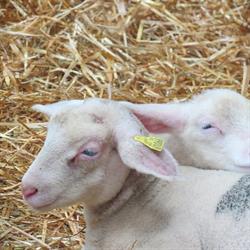 Cobevim - Coopérative Bétail Et Viande Du Mouton S.c.a., Foulain - Horaires d'ouverture