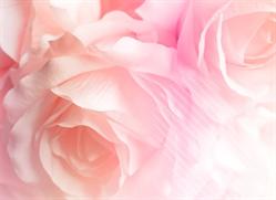 La Vie En Rose Naturopathe, Saint-Parres-aux-Tertres - Horaires d'ouverture