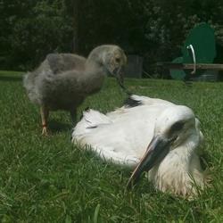 Les Oiseaux du Marais Poitevin, Saint-Hilaire-la-Palud - Horaires d'ouverture