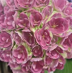 Any Fleurs, Pacy-sur-Eure - Horaires d'ouverture
