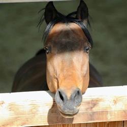 Poney Club de Trangy, Saint-Éloi - Horaires d'ouverture