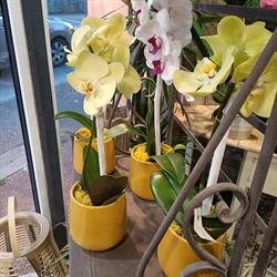 Fleuriste Brin D'herbe, Bretteville-l'Orgueilleuse - Horaires d'ouverture