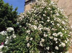 Arts & Fleurs, Bayeux - Horaires d'ouverture