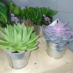 Compter Fleurette Fleuriste, Jarnac - Horaires d'ouverture