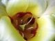 VOLUPTE FLORALE, Brioux-sur-Boutonne - Horaires d'ouverture