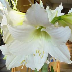 L'amaryllis, Perrigny - Horaires d'ouverture