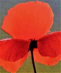 Chlorophylle Et Coquelicot, Toury - Horaires d'ouverture