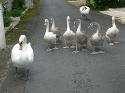 L'Ile Des Cygnes, Condé-Sainte-Libiaire - Horaires d'ouverture