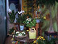 Fleurs Camy Eliane, Tarnos - Horaires d'ouverture