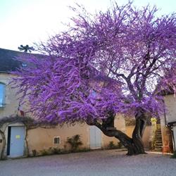 Mairie, Angles-sur-l'Anglin - Horaires d'ouverture