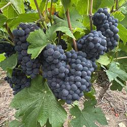 Champagne Henriet Michel, Verzenay - Horaires d'ouverture