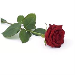 La Rose Rouge, Reims - Horaires d'ouverture