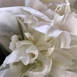 Fleurs Sauvage, Coutiches - Horaires d'ouverture