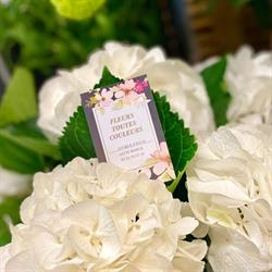 Fleurs Toutes Couleurs, Marck - Horaires d'ouverture