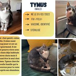 L'Ecole du Chat Libre de Poitiers, - Horaires d'ouverture