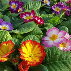 Boulanger Fleurs, Rinxent - Horaires d'ouverture