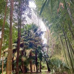 Bambous de Planbuisson, Le Buisson-de-Cadouin - Horaires d'ouverture