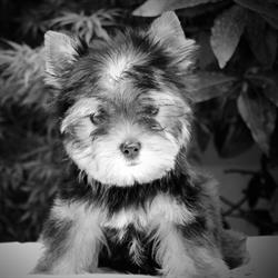 Dog Club, Paris - Horaires d'ouverture