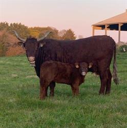 Ferme de Kernarhant distributeur automatique de légume, Plouézec - Horaires d'ouverture