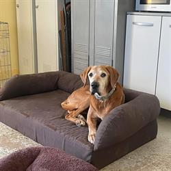 Refuge Animal Augeron, Hermival-les-Vaux - Horaires d'ouverture