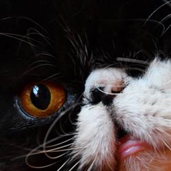 Alliance Pour Le Respect Et La Protection Des Animaux - A.r.p.a, Nice - Horaires d'ouverture