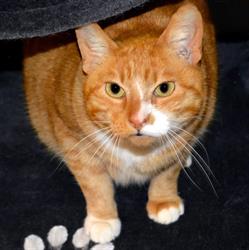 Le Regroupement des Chats Perdus, Yerres - Horaires d'ouverture