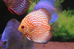 Ribot Aquarium, Sens - Horaires d'ouverture