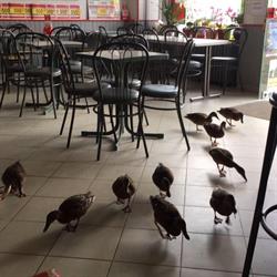 Bar l'Agriculture, Entrains-sur-Nohain - Horaires d'ouverture