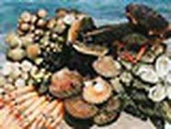 Trégor Coquillages Crustacés, Pleumeur-Bodou - Horaires d'ouverture