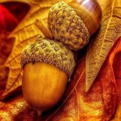Les Plantes Sauvages, Coutras - Horaires d'ouverture