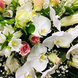 Camelia, Tresses - Horaires d'ouverture