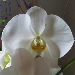Orchis, Bois-d'Arcy - Horaires d'ouverture