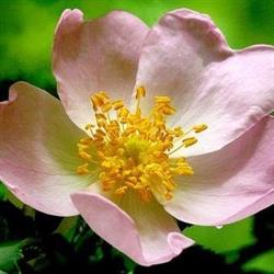 Eglantine, Questembert - Horaires d'ouverture