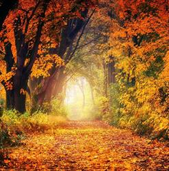 Art Et Nature, Mondonville - Horaires d'ouverture
