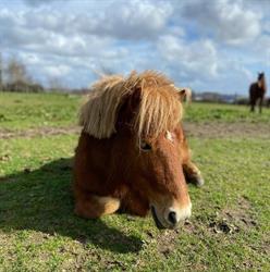 Allonnes Equitation Equi Loisirs, - Horaires d'ouverture