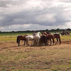 Centre équestre Les Allées Cavalières, Quetigny - Horaires d'ouverture