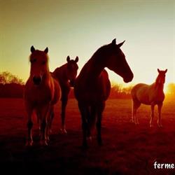 Ferme Equestre de la Forêt, Plessé - Horaires d'ouverture