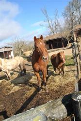Centre Equestre de la Galipote, Mazières-en-Gâtine - Horaires d'ouverture