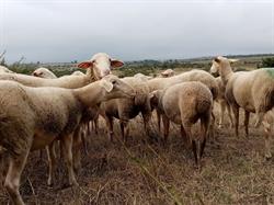 Gaec Des Truels Du Larzac, Millau - Horaires d'ouverture