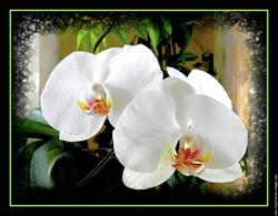 Ageron Fleurs, Nice - Horaires d'ouverture