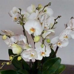 de Feuille en Fleur - Fleuriste Bousbecque, - Horaires d'ouverture