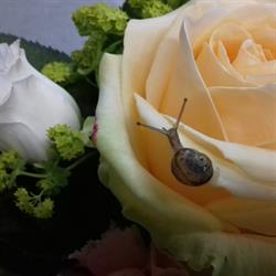 Althéa Fleurs, Candé - Horaires d'ouverture