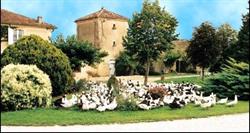 Terre Blanche SARL, Saint-Puy - Horaires d'ouverture