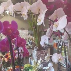 La Ferme Aux Fleurs, Mennecy - Horaires d'ouverture