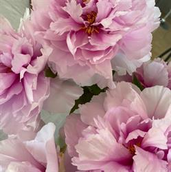 Armelle Fleurs, Saint-Martin-de-Crau - Horaires d'ouverture