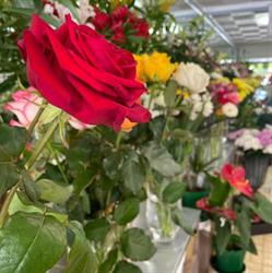 Les Nids Fleuris/fleurs Ekin, Villiers-le-Bel - Horaires d'ouverture