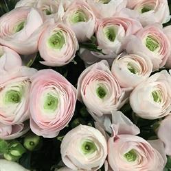 Fleurs Du Faubourg, Paris - Horaires d'ouverture