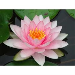 A Fleur d'Eau - Fleuriste Six-Fours-les-Plages, - Horaires d'ouverture