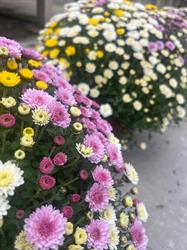 Simonnet Fleurs, Faux-Villecerf - Horaires d'ouverture